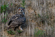 nach Sonnenuntergang... Europäischer Uhu *Bubo bubo* im Hang einer Sandgrube