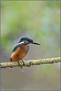 mäßige Lebenserwartung... Eisvogel * Alcedo atthis*, diesjähriger Jungvogel im Spätsommer