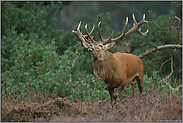 Kraftpaket... Rothirsch * Cervus elaphus* zu Brunftbeginn