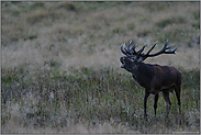 dämmungsaktiv... Rothirsch *Cervus elaphus* in der Brunft