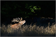 röhrender Hirsch im Wald... Rothirsch *Cervus elaphus*