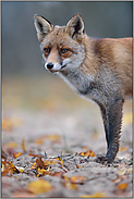 im Herbst... Rotfuchs *Vulpes vulpes*, wachsamer Blick