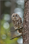 Lichtkreise im Wald... Waldkauz *Strix aluco* auf seinem Ansitz in einem Baum am Waldrand