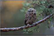 kauzig, aber kein Kauz... Zwergohreule *Otus scops*