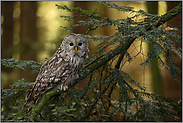 große, dunkle Augen... Habichtskauz *Strix uralensis*