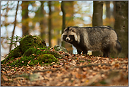 seltsame Begegnung... Marderhund *Nyctereutes procyonoides* im Herbstwald