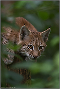 neugierige Blicke... Eurasischer Luchs *Lynx lynx* beobachtet aus einem Baum heraus