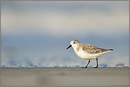 nah d'ran... Sanderling *Calidris alba* am Ufersaum