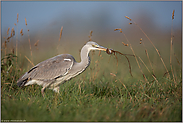 geschickter Jäger...  Graureiher *Ardea cinerea* mit Maus im Schnabel