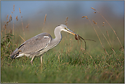 auf Mäusefang... Graureiher *Ardea cinerea* mit einer Maus im Schnabel