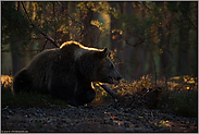 im Wald... Europäischer Braunbär *Ursus arctos* im Spätsommer