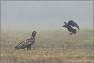 der Adler und der Rabe... Seeadler *Haliaeetus albicilla* wird vom Kolkraben attackiert