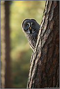 wer guckt da... Bartkauz *Strix nebulosa* schaut neugierig um einen Baum herum