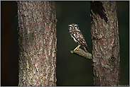 erregt... Steinkauz *Athene noctua*, Altvogel sitzt im Baum