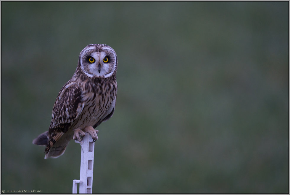 Auge in Auge... Sumpfohreule *Asio flammeus* sitzt auf einem Weidepfosten