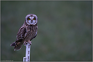 Auge in Auge... Sumpfohreule *Asio flammeus* sitzt auf einem Weidepfosten