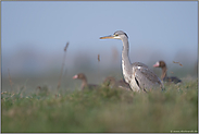 angespannte Aufmerksamkeit... Graureiher *Ardea cinerea* gemeinsam mit Blässgänsen im Hintergrund