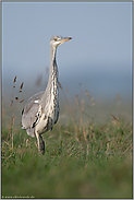 langsamen Schrittes... Graureiher *Ardea cinerea* schreitet durch eine Wiese