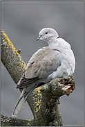 hoch oben im Baum... Türkentaube *Streptopelia decaocto*, auch ein Einwanderer