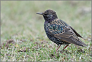 auf den Wiesen am Niederrhein... Star *Sturnus vulgaris* sitzt am Boden im Gras