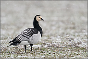 stets wachsam... Weißwangengans *Branta leucopsis* oder auch Nonnengans bei Schneefall im Überwinterungsrevier am Niederrhein