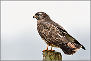 in typischer Manier... Mäusebussard *Buteo buteo* nutzt einen Zaunpfahl als Sitzwarte