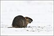 im Schnee... Nutria *Myocastor coypus* auf einer Wiese am Niederrhein