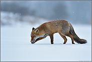 leichter Schneefall... Rotfuchs * Vulpes vulpes *, Fuchs im Winter