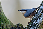 stets auf der Hut... Europäischer Kleiber *Sitta europaea* im Winter