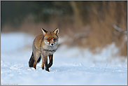 gemütlich... Rotfuchs *Vulpes vulpes*, Fuchs im Winter, läuft durch Schnee am Waldrand entlang