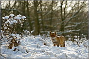 im Gegenlicht... Rotfuchs *Vulpes vulpes*, Fuchs im Winter bei hohem Schnee