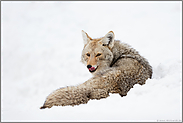 aufmerksam... Kojote *Canis latrans* liegt im Schnee, leckt sich das Maul