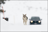 Schritttempo... Kojote *Canis latrans* toleriert die Nähe zum Menschen, Yellowstone Nationalpark, USA