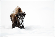 schneeverkrustet...  Amerikanischer Bison *Bison bison*, Yellowstone Nationalpark