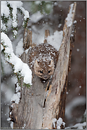 heimlich, still und leise... Amerikanischer Baummarder *Martes americana* im Schnee