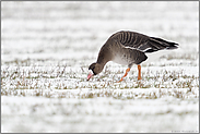 bei der Äsung... Blässgans *Anser albifrons* auf einem schneebedeckten Feld