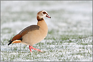 Clown unter den Gänsen... Nilgans *Alopochen aegyptiacus* auf schneebedecktem Feld