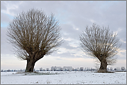 mit ein wenig Schnee... Kopfbäume *Niederrhein*, Kopfweiden auf der Bislicher Insel, Nordrhein-Westfalen