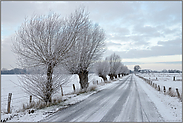 Kopfweiden im Schnee... Bislicher Insel *Nordrhein-Westfalen*, Winterstimmung