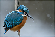 im Schneetreiben... Eisvogel *Alcedo atthis* auf seinem Ansitz, Nordrhein-Westfalen