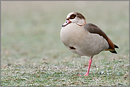 auf einem Bein stehend... Nilgans *Alopochen aegyptiacus* auf frostigem Boden