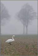 Nebel über den Feldern... Singschwan *Cygnus cygnus * auf einem Rapsfeld am Niederrhein
