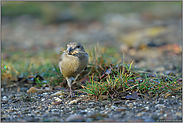 mit Nistmaterial im Schnabel... Kiefernkreuzschnabel *Loxia pytyopsittacus* am Boden