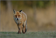 auf leisen Pfoten... Rotfuchs *Vulpes vulpes* aus niedriger Aufnahmeperspektive