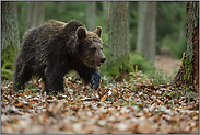 unterwegs... Europäischer Braunbär *Ursus arctos* streift durch einen Wald