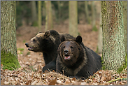 zwei Rabauken... Europäischer Braunbär *Ursus arctos*, zwei Jungtiere, Geschwister