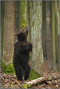 boah, is' dat hoch... Europäischer Braunbär *Ursus arctos* steht aufgerichtet  an einem Baum