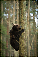 gut festhalten... Europäischer Braunbär *Ursus arctos* klettert einen Baum herab