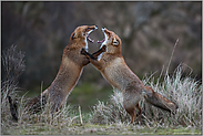 auf den Hinterpfoten... Rotfuchs *Vulpes vulpes*, zwei Rotfüchse im Streit