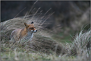 Schlechtwetter... Rotfuchs *Vulpes vulpes* in der Dämmerung im Regen